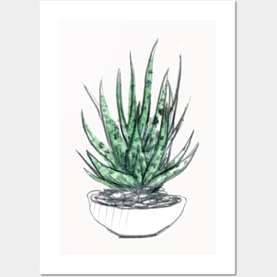 WC&S - Haworthia Posters and Art